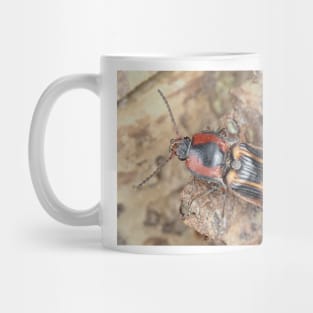 Click beetle identified as Selatosomus festivus Mug